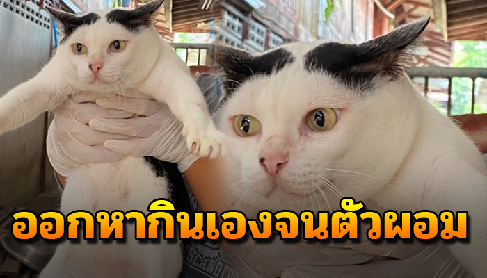 กลายเป็นจรเดินขอข้าวเขากิน หลังเคยมีเจ้าของแต่ปัจจุบันต้องออกหากินเองจนตัวผอม