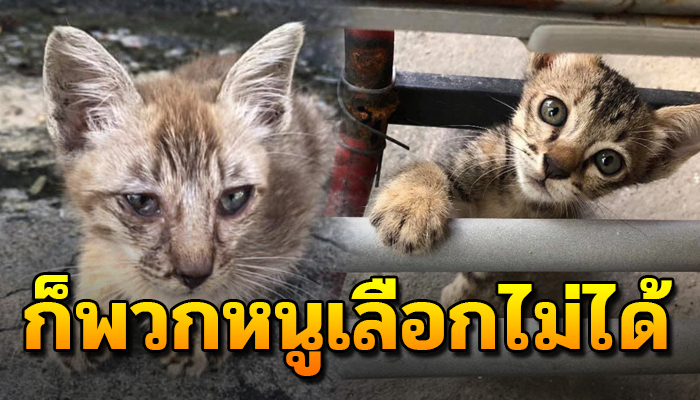 แมวกว่า100ชีวิตจะต้องอดข้าวไร้คนช่วยเหลือ ต้องรอรอเศษข้าวประทังหิว