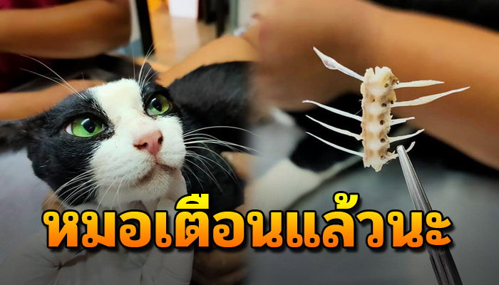 คุณหมอโพสต์เตือนเอง อย่าเอาปลาให้แมวกิน โดยไม่ยอมแกะก้างปลาออก