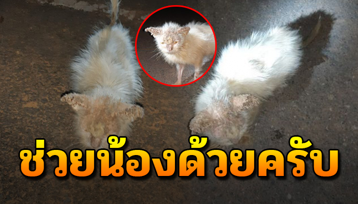 เห็นมาเดินเตร่เร่ขออาหารประทังชีวิต จากเคยรักไม่ต้องการถูกเขานำมาทิ้ง