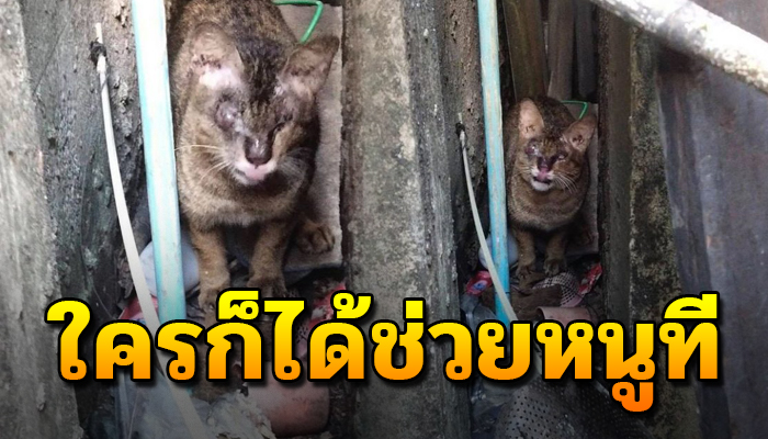 เจ้าเหมียวต้องหลบอยู่แต่ในซอกแคบ เพราะหากว่าหนูเดินออกไปหนูคงจะไปไม่รอด