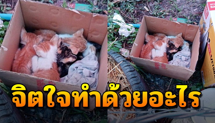 โดนพลากจากอกแม่ เอามาทิ้งไว้กลางป่า ไม่รู้ชะตากรรมตัวเอง