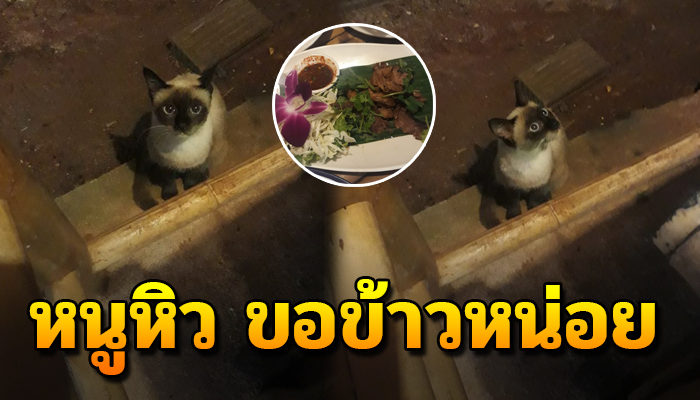 เจ้าเหมียว นั่งจ้องส่งสายตาอ้อนวอน ขอข้าวประทังหิว ชีวิตไร้คนดูแล