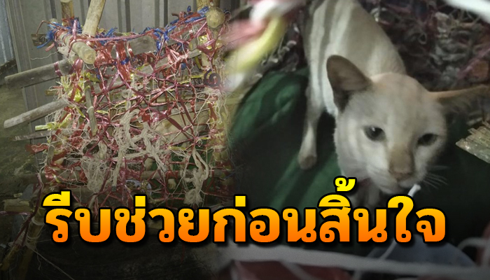 ต้องอดทนเมื่อเขาเลี้ยงให้อยู่แต่ในกรง ไม่เคยได้ออกไปวิ่งเล่นอย่างใครเขา