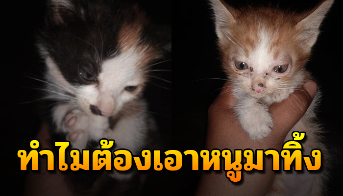 ลูกแมวน้อย ทุกทิ้งไว้กลางป่าใหญ่ เพราะเจ้าของไม่อยากเลี้ยง เป็นภาระ