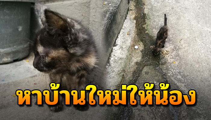เหมียวน้อยฝืนทนกินน้ำสกปรก แทนนมแม่ ไม่รู้แม่ไปไหนหากไม่มีใครช่วยอาจต้องสิ้นลม