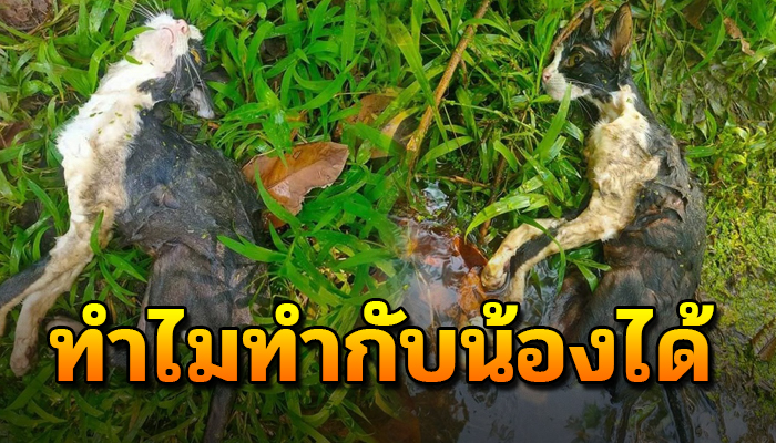 เจ้าเหมียวถูกหมาฟัดจนตัวจมโคลน เพราะถูกเจ้าของเก่าโยนเข้าบ้านที่มีหมานับสิบ