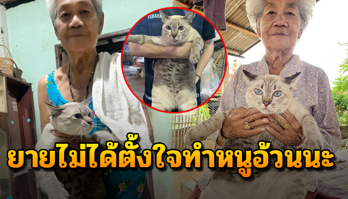 แมวหนัก8กิโลภายใน1ปี เพราะยายให้อาหารน้องกินทุกๆ5-10นาทีเพราะเป็นอัลไซเมอร์