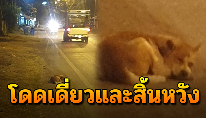 โดดเดี่ยวและสิ้นหวัง หลังแม่หมาเหลือรอดเพียงตัวเดียวจากน้ำมือของมนุษย์