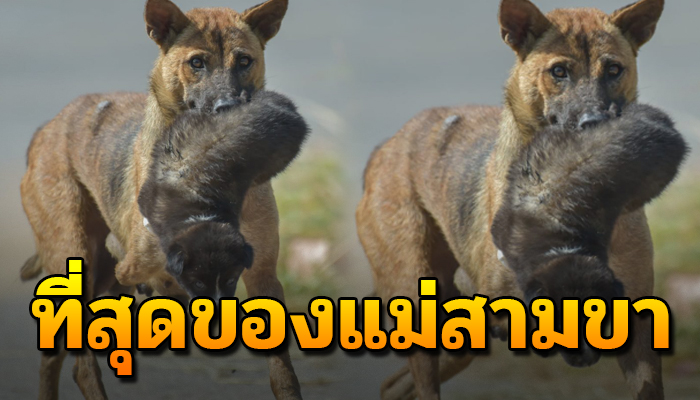 ชีวิตนี้อยู่เพื่อลูก แม่หมาสามขาคาบลูกน้อย ถึงตัวจะเหนื่อยแค่อยากให้ลูกปลอดภัย