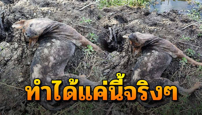 เจ้าตูบทำได้เพียงยกหัวขึ้นมามอง เพราะไร้เรี่ยวแรงจะลุกเดิน หลังที่ถูกเอามาปล่อย