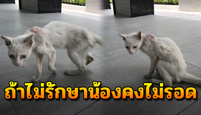 เครียดจนมือเท้าสั่นไม่หยุด นั่งเหม่อลอยเป็นชั่วโมง หาวิธีทำให้น้องรอดชีวิต
