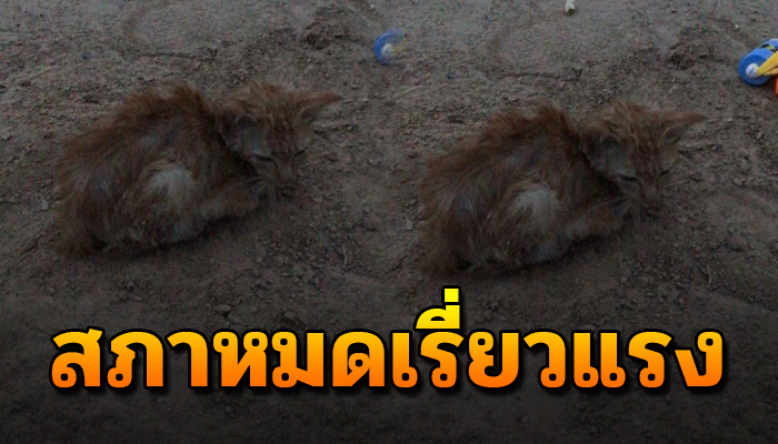 แอบมานอนหลังบ้านตั้งแต่บ่ายถึงเย็น ไม่ยอมลุกไม่ยอมขยับไปไหนต้องการคนช่วยเหลือ