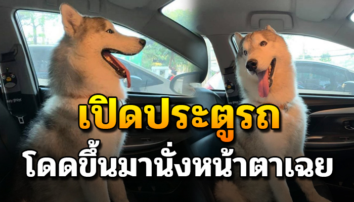 เปิดประตูรถโดดขึ้นมานั่งหน้าตาเฉย มองดู งงๆ หมาใครว่ะบ้านเราไม่ได้เลี้ยงหมา