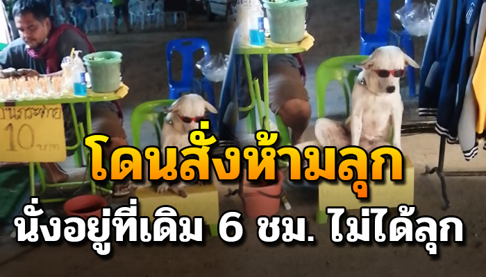 เจ้าตูบนั่งอยู่ที่เดิม 6 ชม. ไม่ได้ลุกไปไหน เพราะเจ้านายสั่งห้าม