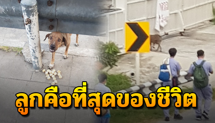 มาขอลูกชิ้นหวังประทังหิว กินไม่หมดเอาใส่ถุงคาบไปให้ลูกน้อย