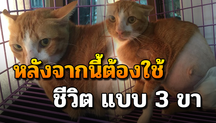 หมอจำต้องตัดทำให้น้องเหลือเพียง3ขา หากหายดีแล้วคงกลับไปอยู่ข้างถนน