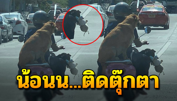 เจ้าตูบนั่งเบาะหลังซ้อนท้าย มีตุ๊กตาห้อยอยู่ในกระเป๋า น้องคงติดตุ๊กตา