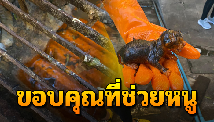 เจ้าเหมียวแรกเกิด ใช้เสียงสุดท้ายที่มี เปร่งเสียงดังสนั่น หลังติดอยู่ในท่อ