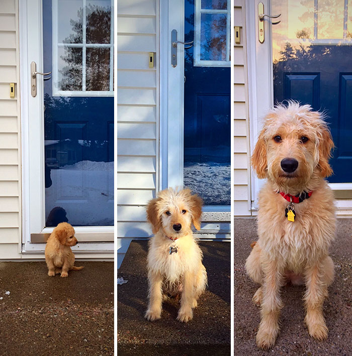 Before &amp; After รูปน้องหมาตั้งแต่เด็กจนโต