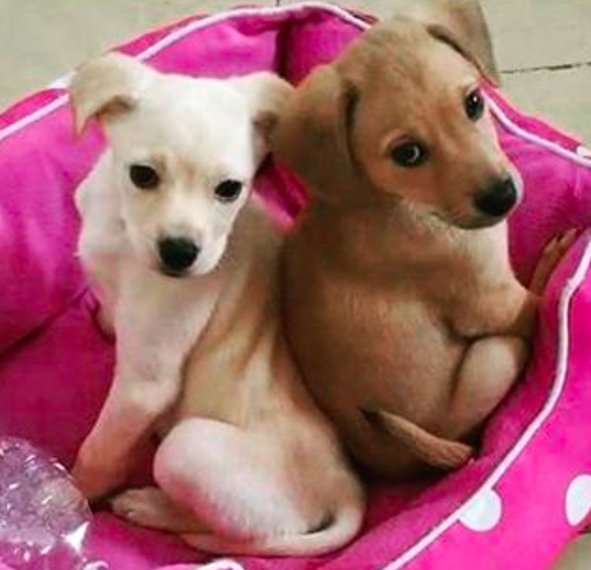 ความผูกพันของพี่น้องสุนัขที่รับมาเลี้ยง