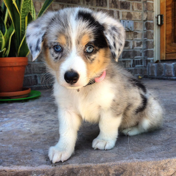40 รูปเวลซ์ คอร์กี้ (Welsh Corgi) ผสมกับสายพันธุ์อื่นๆ