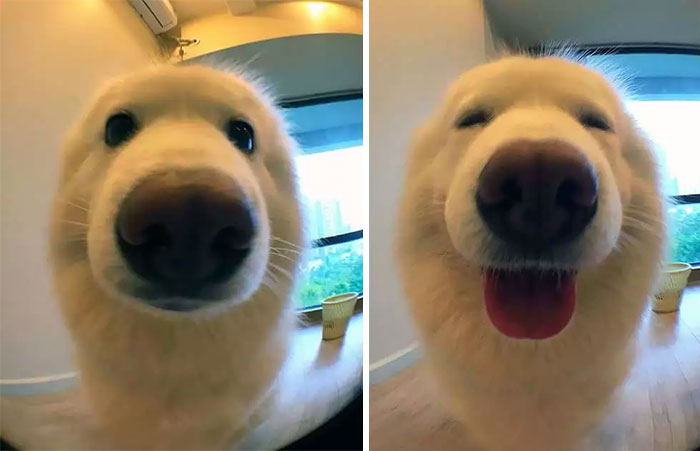 52 รูป ข้อแตกต่างระหว่างหมาและแมว เมื่อถูกเรียก