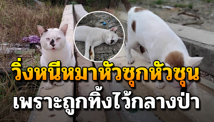 หลบๆซ่อนๆอยู่ในป่า วิ่งหนีหมาเพราะว่าโดนทิ้งถ้าพลาดมาคงสิ้นใจกลับดาวแมว