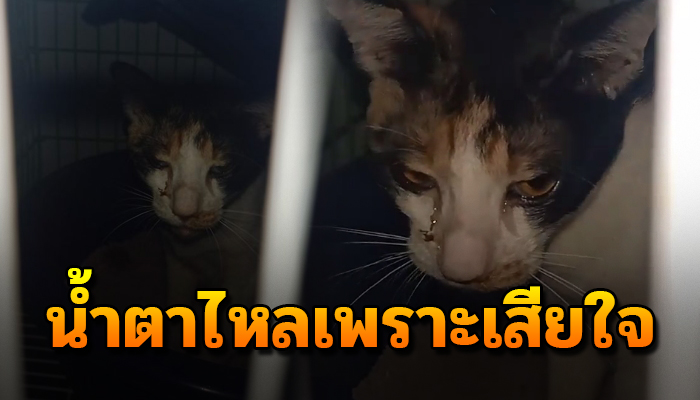 ถูกเขานำใส่กรงล็อคประตูหนีไฟไม่ให้ออก ตัวยังท้องเขาเอาพาราลดไข้คนให้กิน