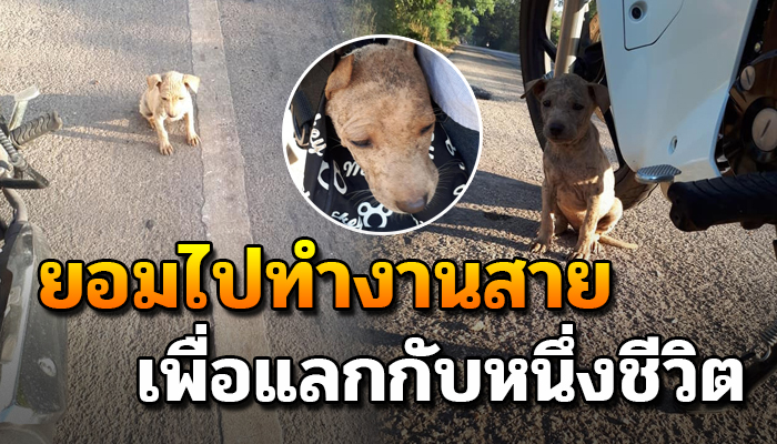 สาวเจอเจ้าตัวเล็กวิ่งข้ามถนน รถหลบกันให้ควั่กตัดสินใจจับยัดใส่กระเป๋ากลับบ้าน