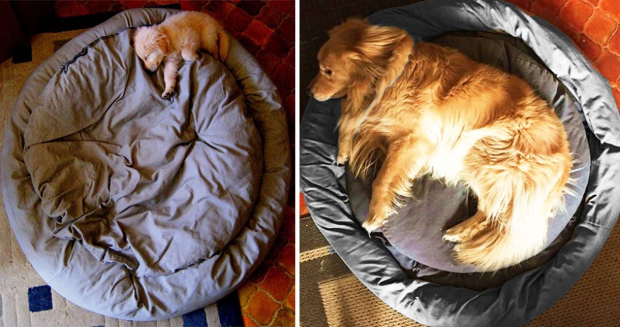 15 ภาพ Before &amp; After ของน้องหมาและเจ้าของ