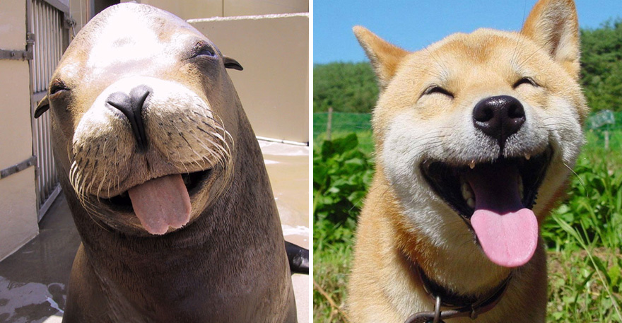 15 ภาพเปรียบเทียบ แมวน้ำ VS น้องหมา
