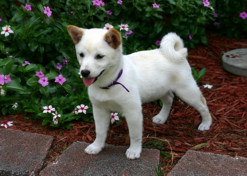 มารู้จักชิบะ อินุ (Shiba Inu) : หมาหน้าแป้นจากแดนอาทิตย์อุทัย