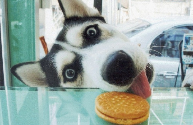 10 ภาพกวนๆของเจ้าฮัสกี้ (HUSKY)