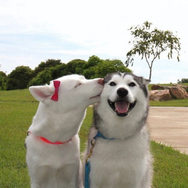 20 ภาพน้องหมาที่บ่งบอกว่ามีความสุขที่สุด