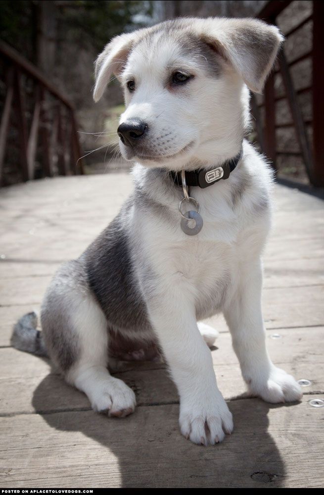 รวมรูปภาพที่น่าทึ้งของสุนัขพันธุ์ Husky ผสม Golden Retriever