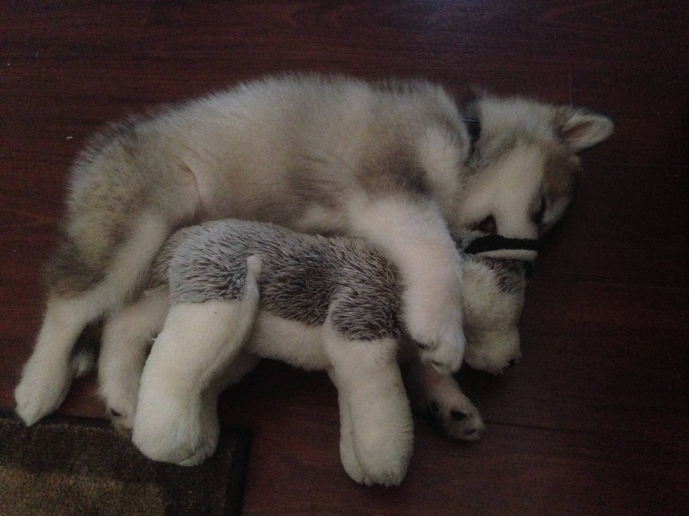 ของรักของหวง ของ Alaskan Malamute