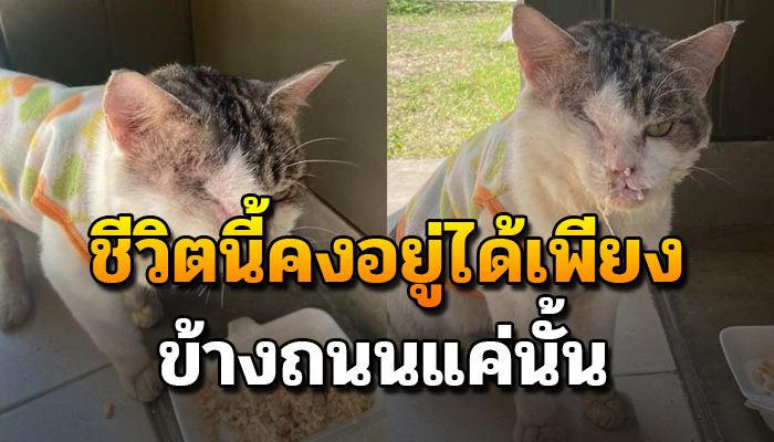 แมวพันธุ์ เดินเตร็ดเตร่อยู่ข้างถนน แถมปากเบี้ยวกินอาหารไม่ได้ ไร้คนดูแล