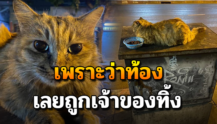 ใช้ชีวิตเยี่ยงจร หลงเหลือไว้เพียงถ้วยใส่อาหาร เพราะตัวเองท้อง