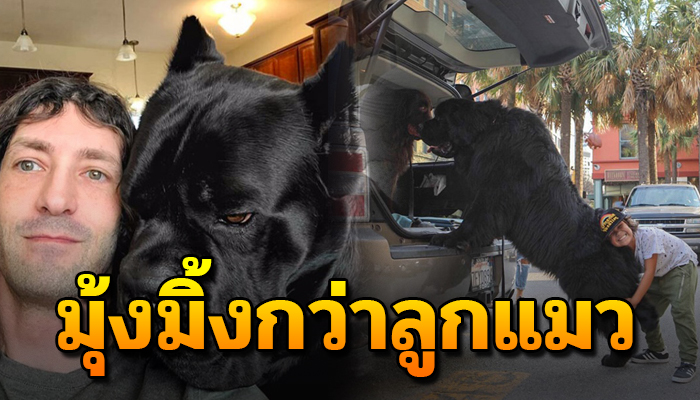 รวมความมุ้งมิ้งของบรรดาเจ้าตูบ ที่ตัวโตเหมือนหมี แต่อ้อนยิ่งกว่าลูกแมว