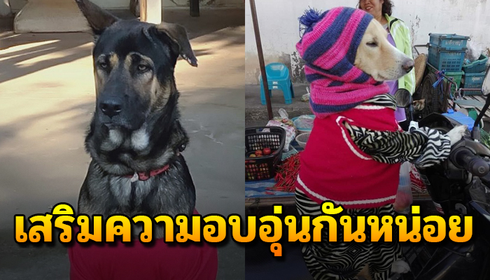 ความน่ารักของสุนัขแต่ละบ้าน หลังเจ้านายเลือกเสื้อกันหนาวมาเสริมความอบอุ่นให้