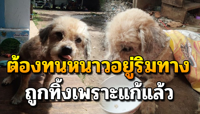 เจ้าตูบ นอนขดตัวอยู่ริมทาง ตาฝ้าฟาง มองไม่ค่อยเห็น โดนทิ้งเพราะแก่แล้ว