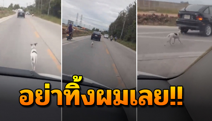 เจ้านายอย่าทิ้งผมเลย เจ้าตูบวิ่งตามสุดแรง ด้วยความหวังว่าเจ้าของจะหยุดรถ