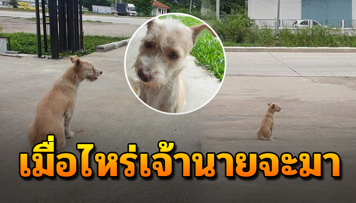 เมื่อกับเจ้าของทำได้แค่นั่งเฝ้า นานนับอาทิย์ด้วยใจ หวังว่าจะเจอเจ้าของกลับมารับ