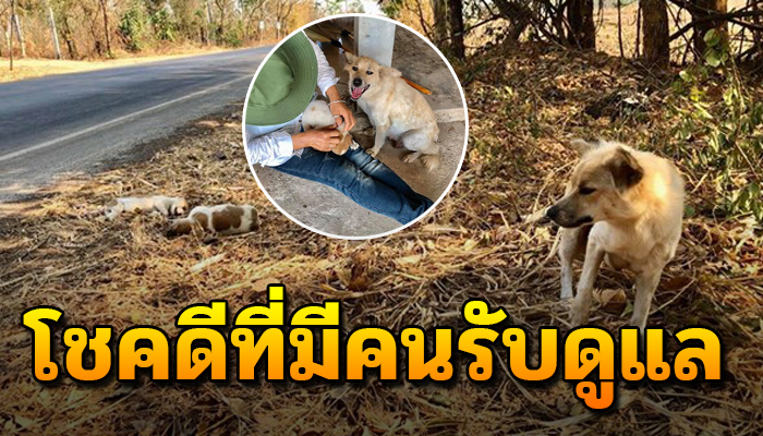 เจ้าตูบนั่งเฝ้ารอเจ้าของอยู่ที่เดิม แม้รู้ว่าเขาจะไม่มีวันกลับมารับ