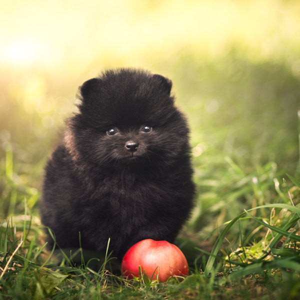 น้องหมากินผลไม้อะไรได้บ้าง