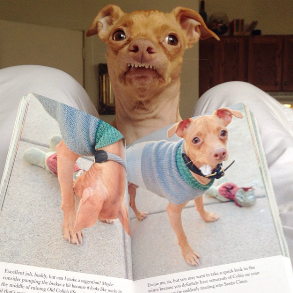 เน็ตไอดอล สุนัขพันธุ์ Chiweenie ที่มีคนติดตาม ig ถึง 1.2 ล้านคน fb 120,000 like