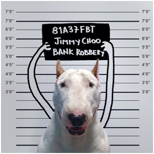 Jimmy Choo Superstar Bull Terrier