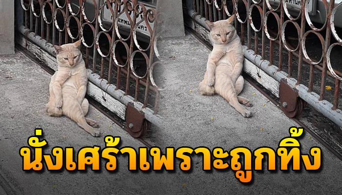 เหมียวนั่งหน้าเศร้าเพราะถูกเอามาทิ้งไว้ ให้ข้าวอาหารอิ่มใจพูดมาได้รองูมากินเอง