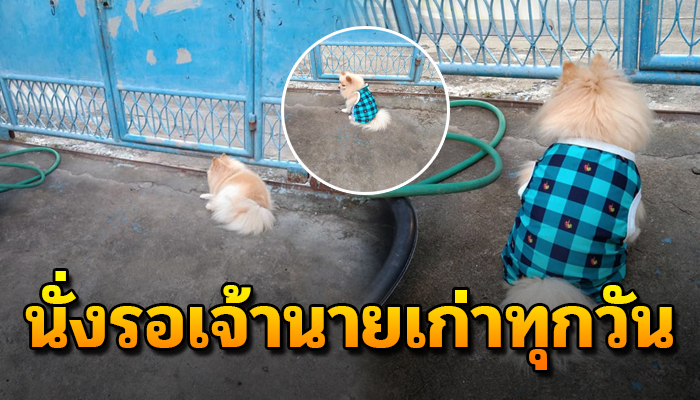 รู้ทั้งรู้ว่าเจ้าของจะไม่มีวันกลับมา แต่ยังเฝ้ารอให้เจ้าของเก่ากลับมา